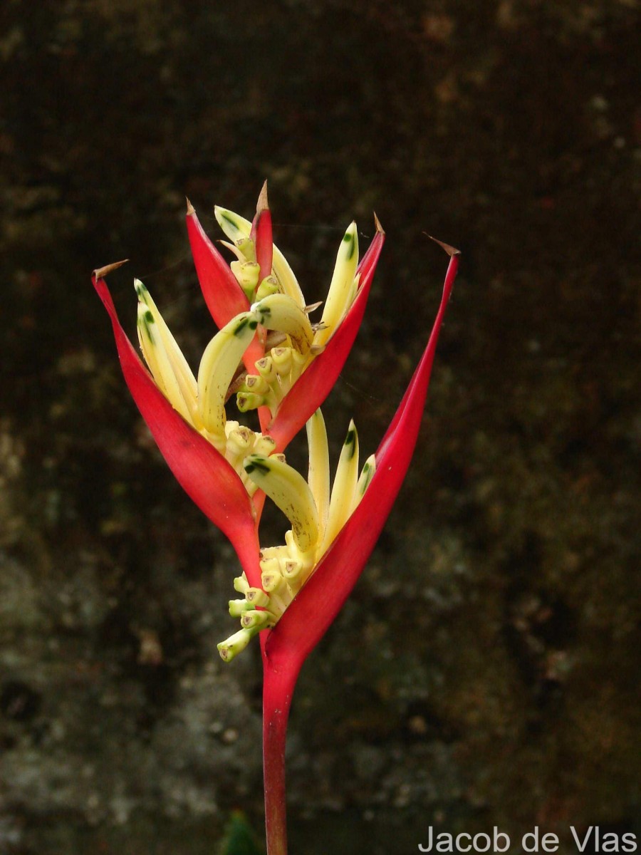 Heliconia psittacorum L.f.